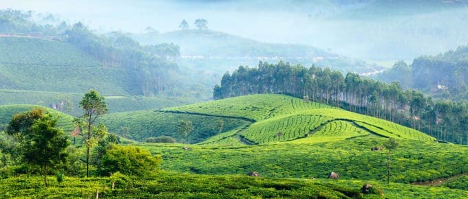 what-is-munnar-famous-for
