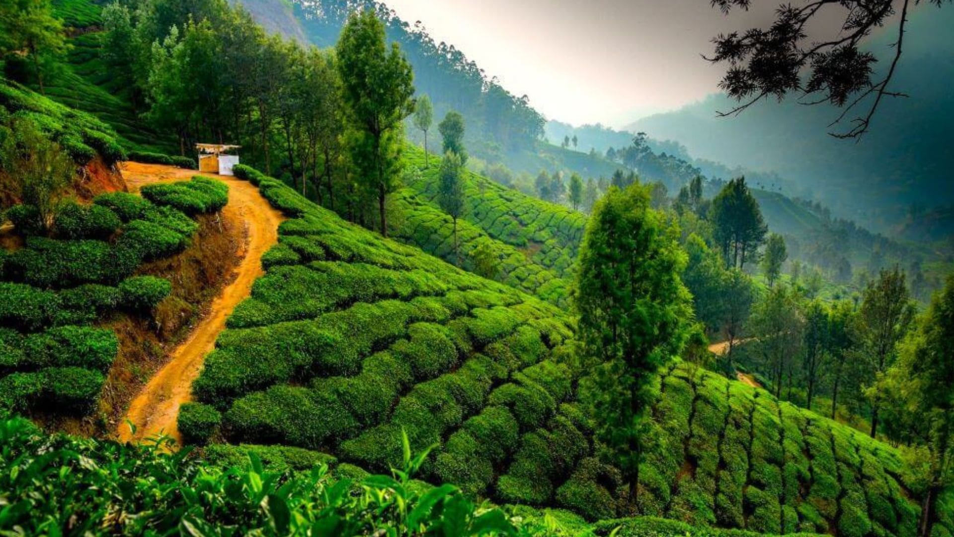 munnar-greenary