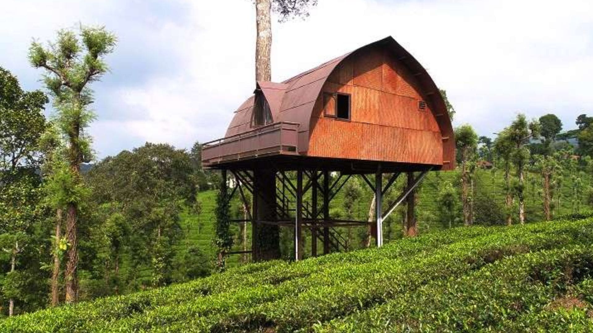 wayanad-tea-plantation