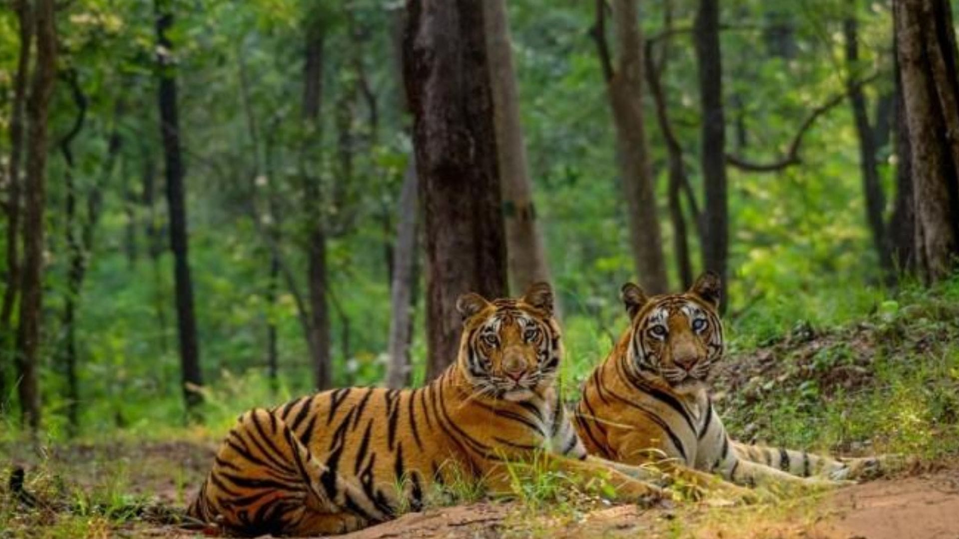 anamalai-tiger-reserve
