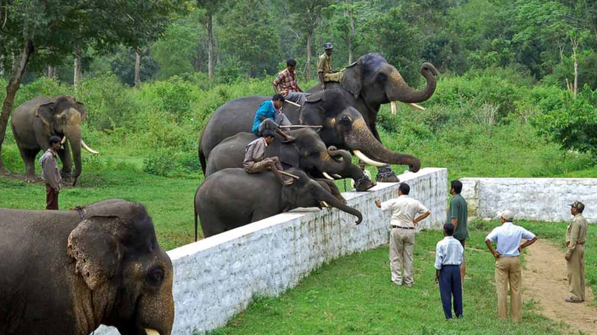 dubare-elephant-camp
