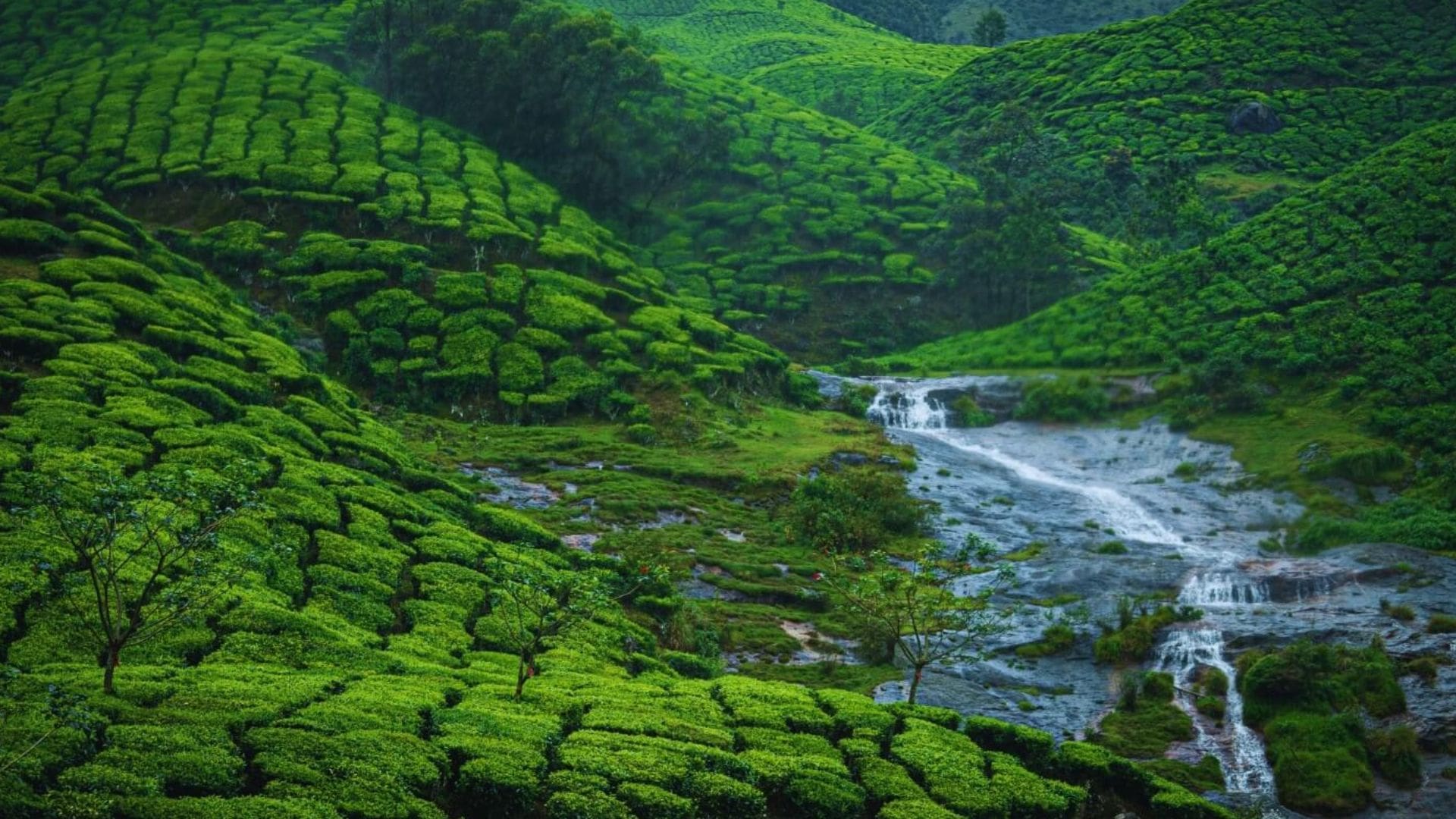 kerala-munnar