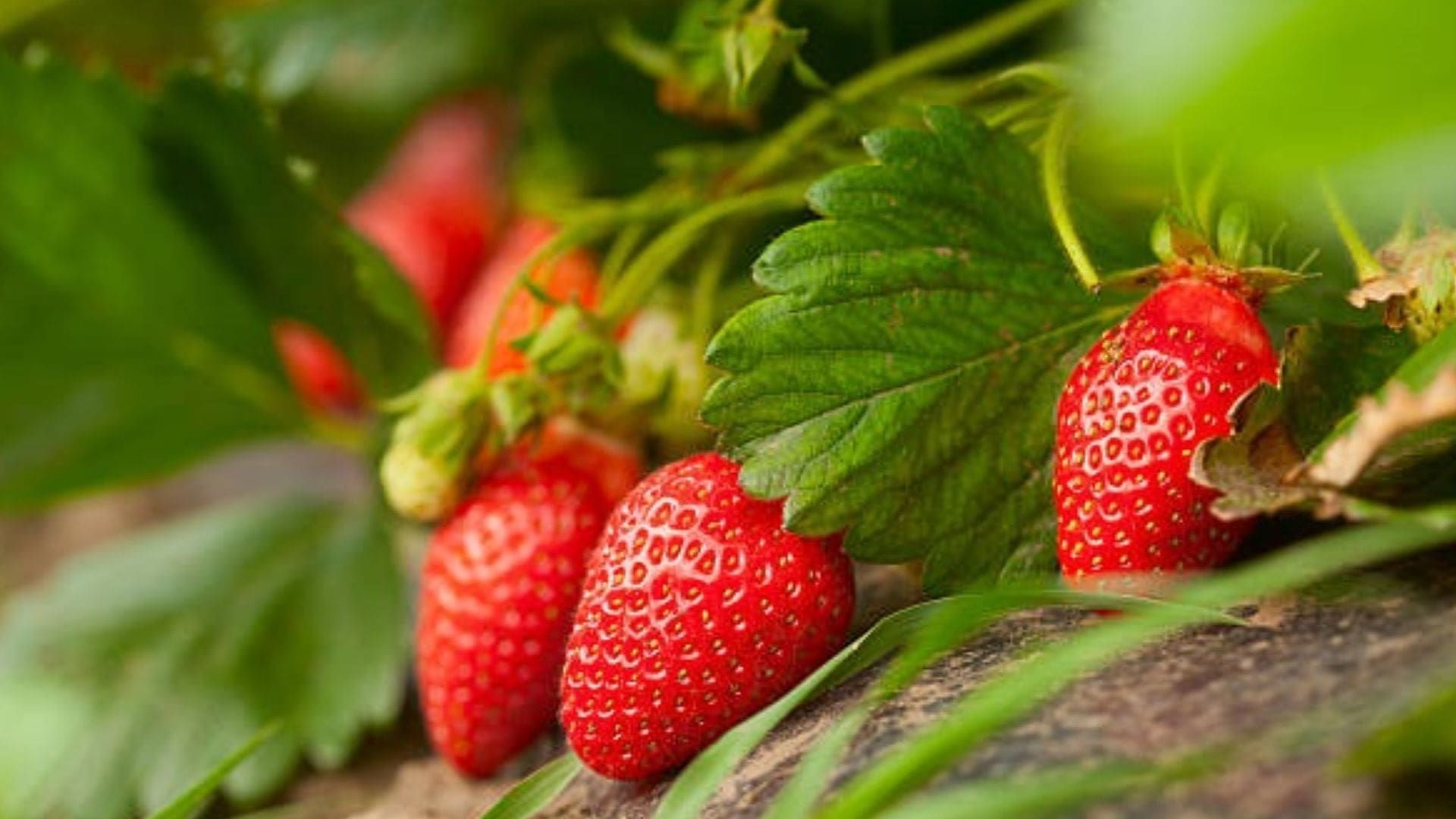 strawberry-farms-vattavada