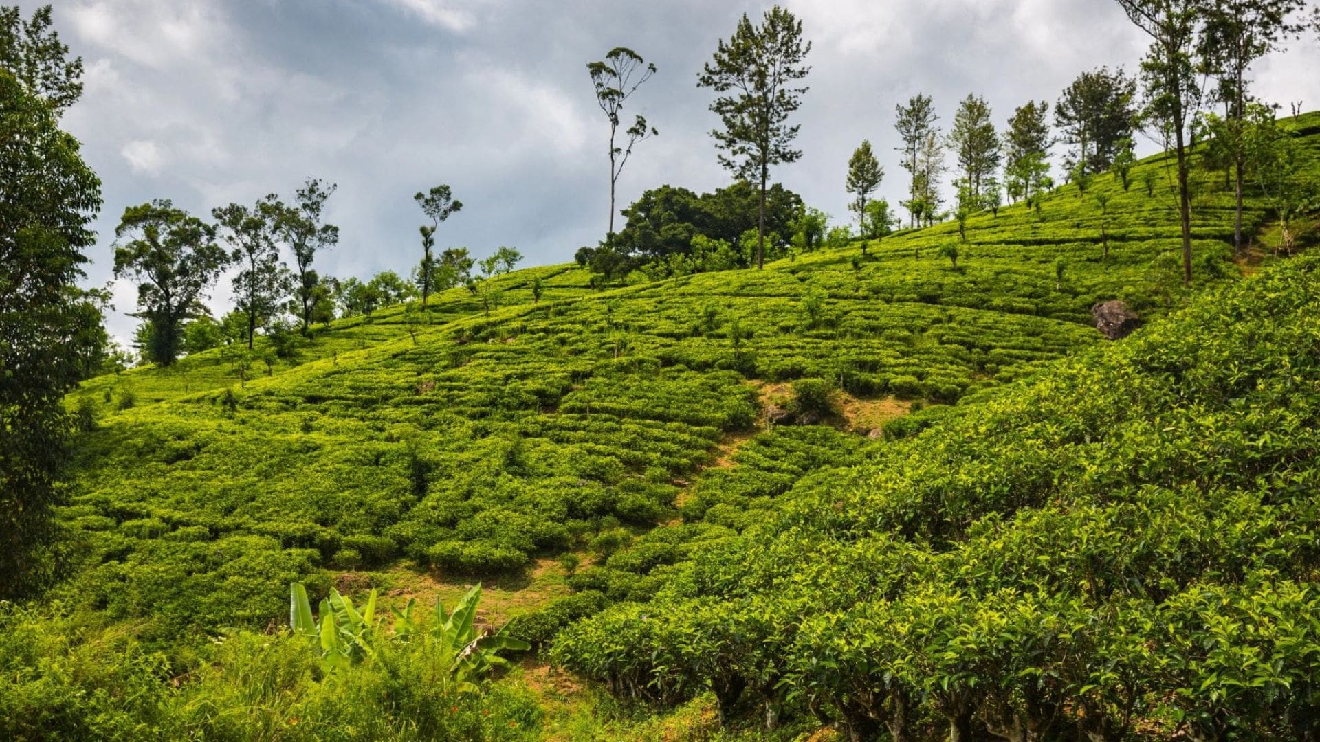 gardens-spices-plantation