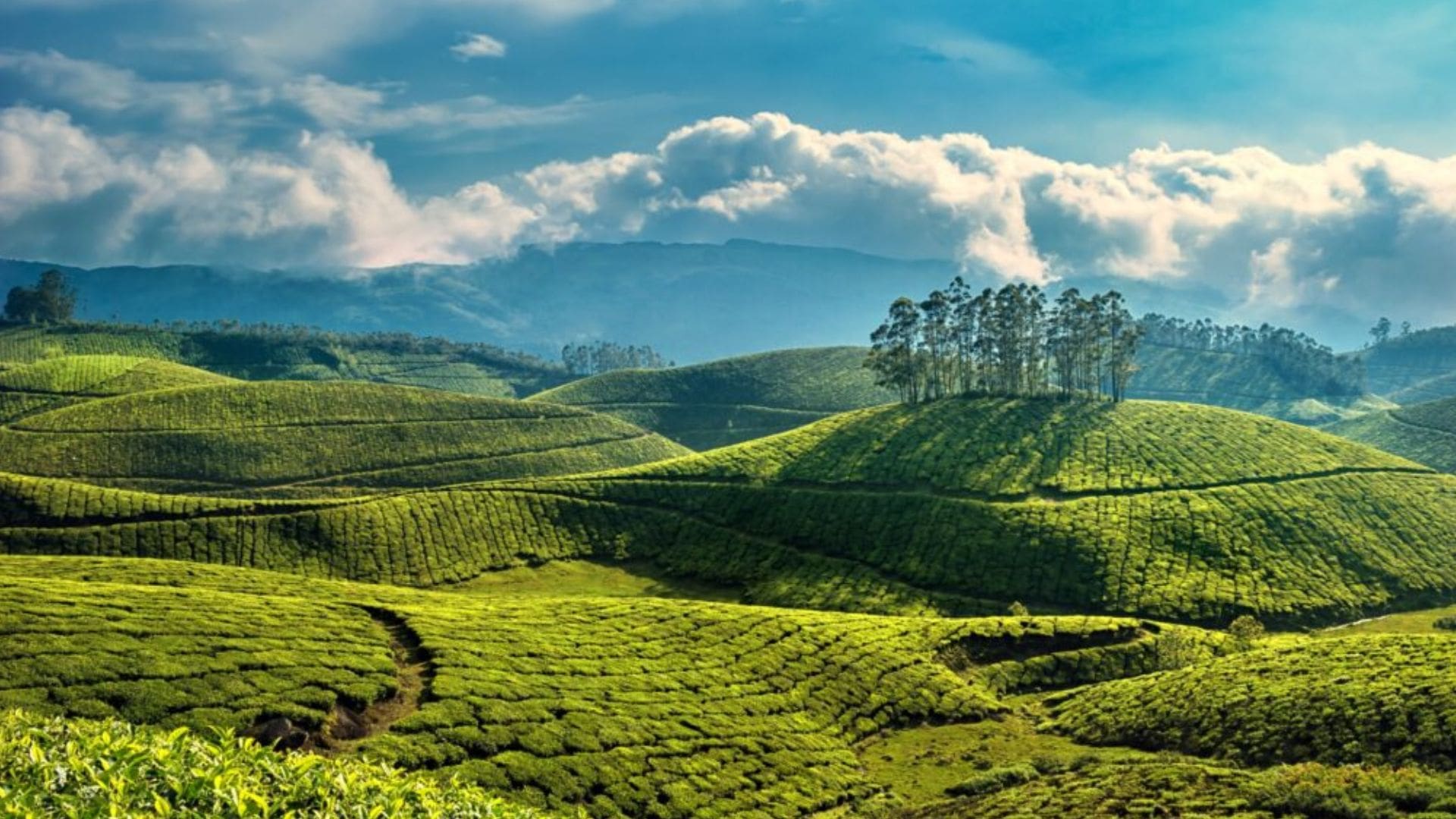 munnar-kerala