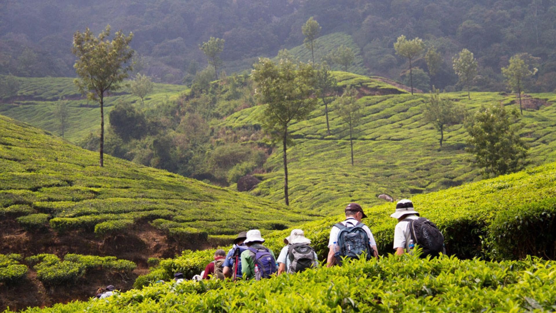 spice-and-tea-plantations