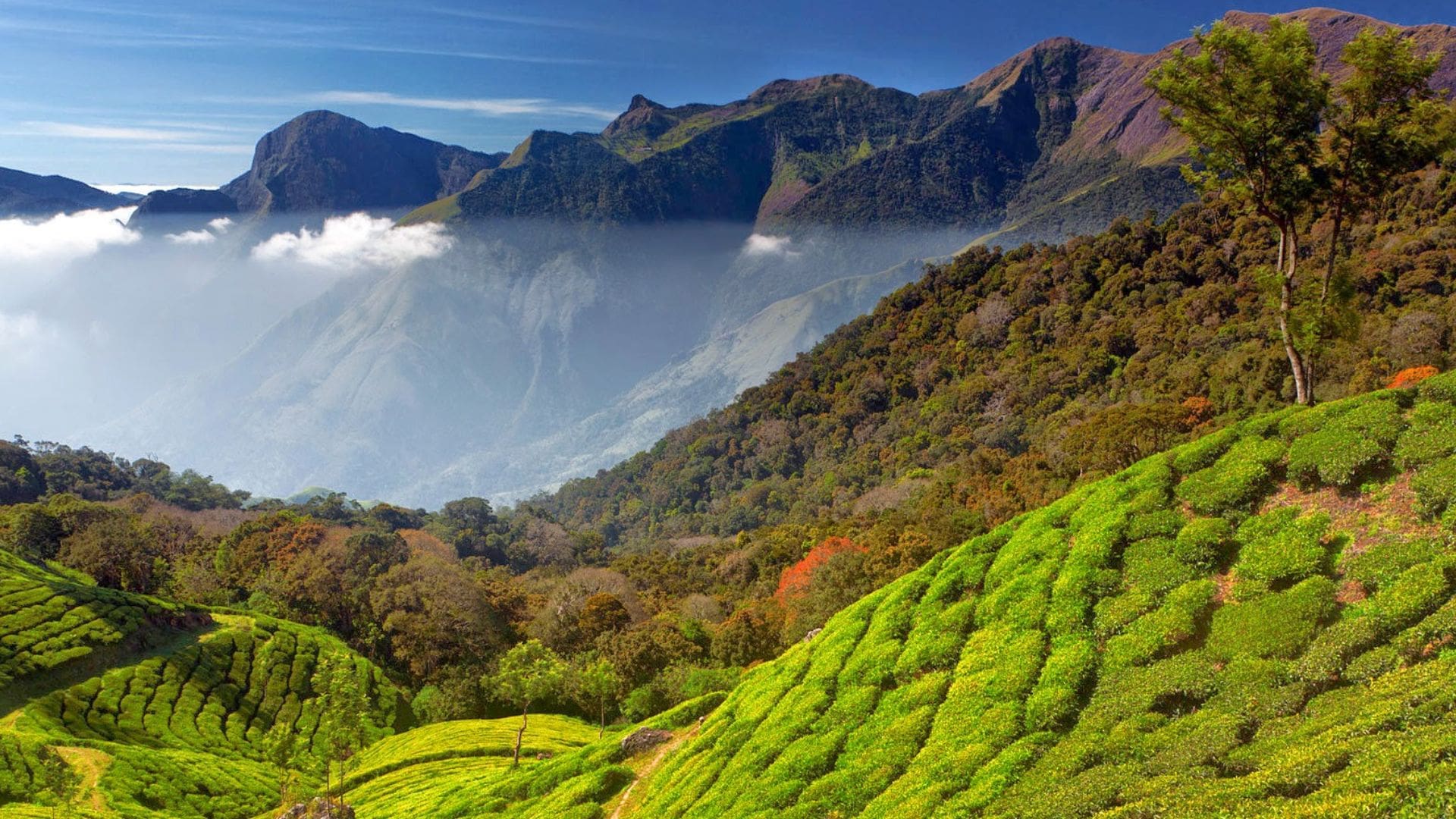 bison-valley-munnar-tea-garden