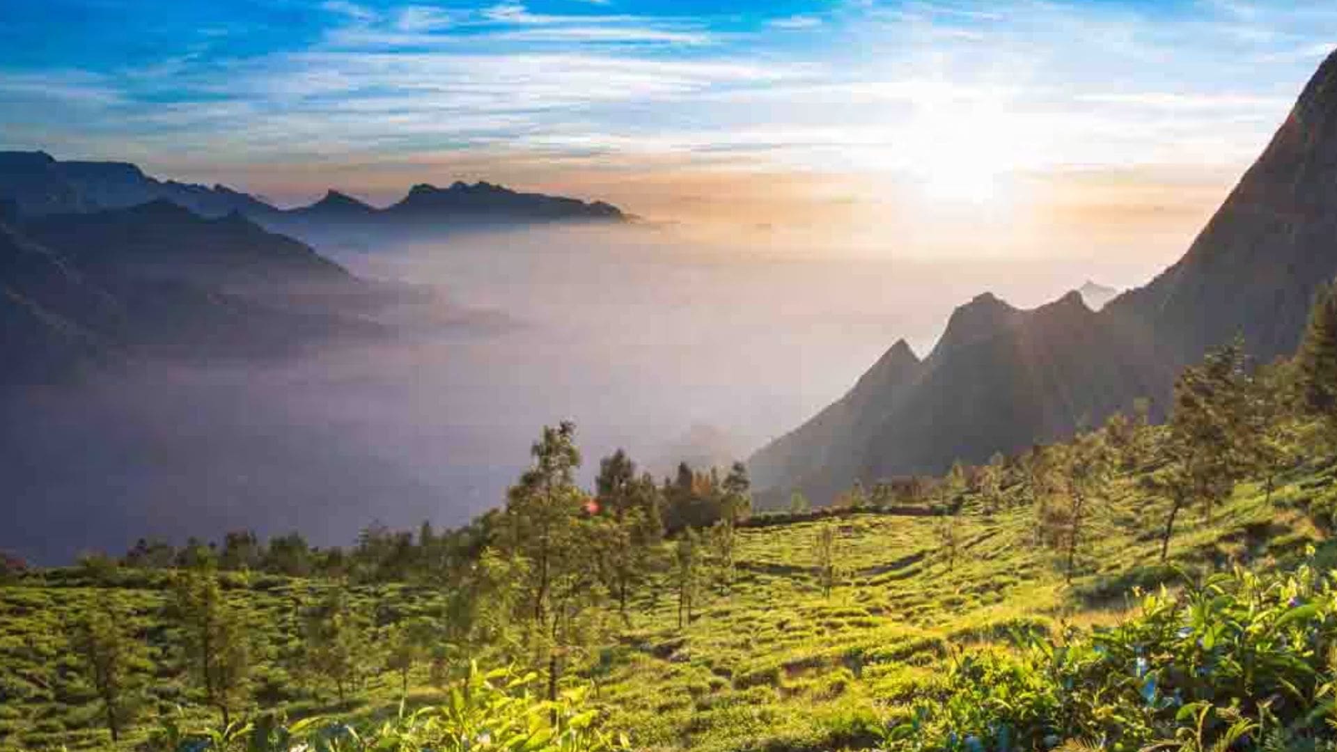 kolukkumalai-tea-estate-munnar