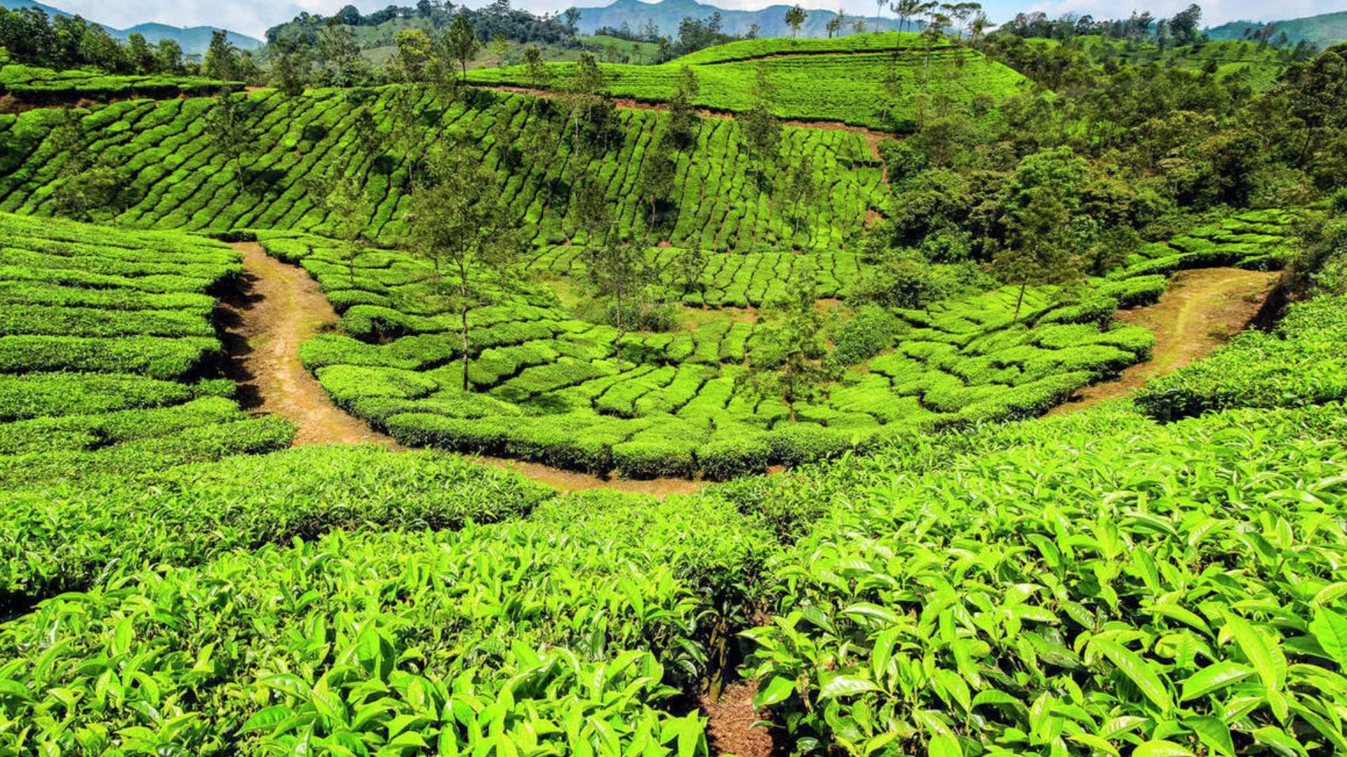lakshmi-estate-munnar