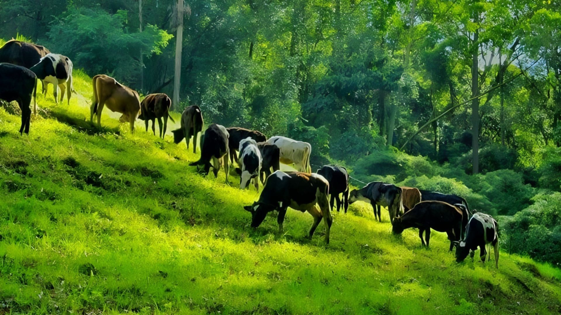 mattupetty-Indo-swiss-farm