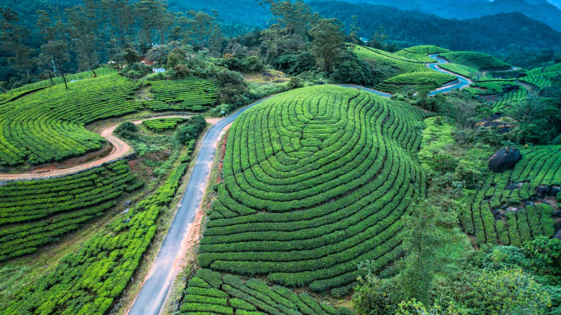 munnar-tea-plantations