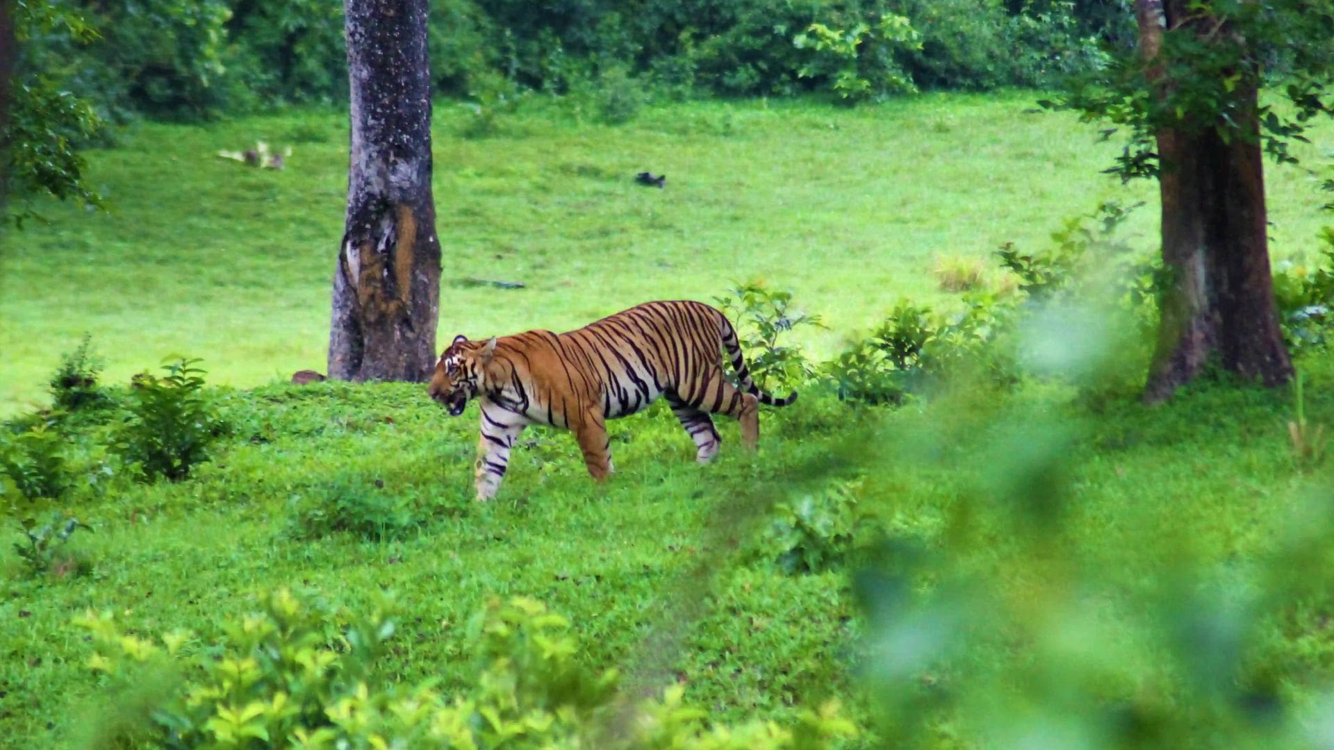 periyar-tiger-reserve-thekkady