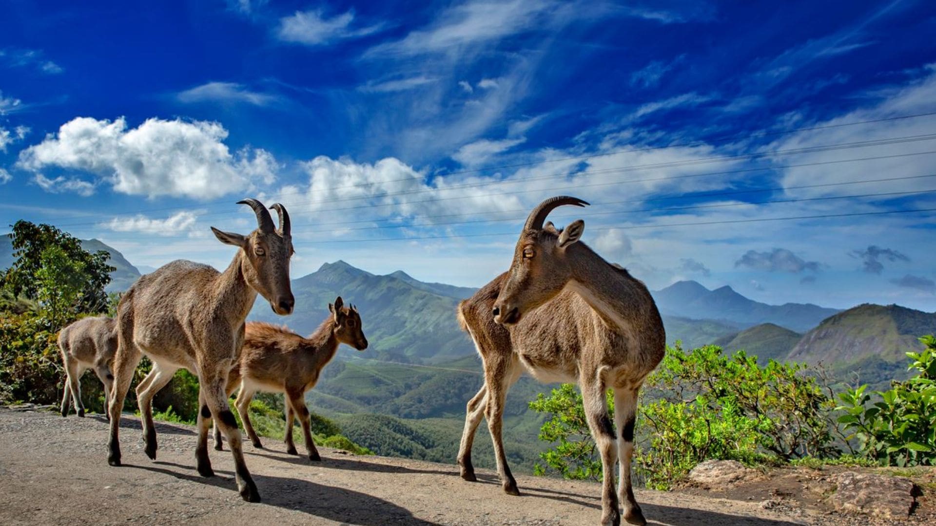 nilgiri-tahr