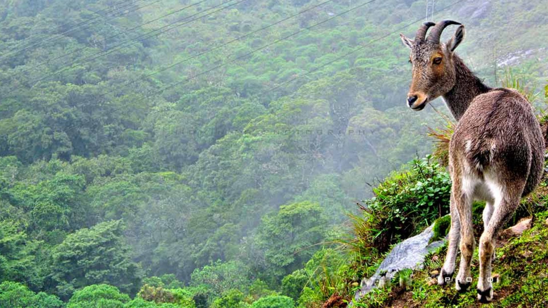 eravikulam-national-park-munnar