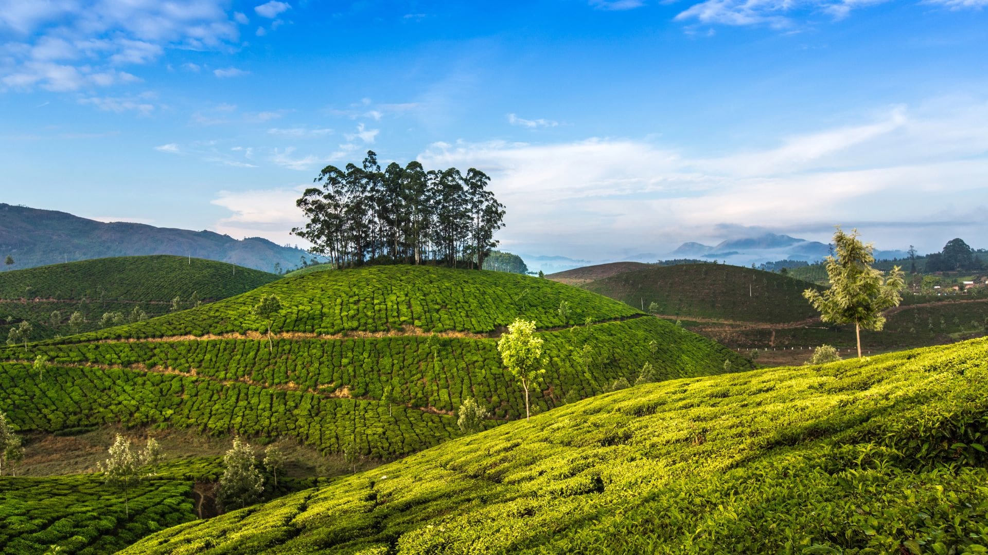 honeymoon-in-munnar
